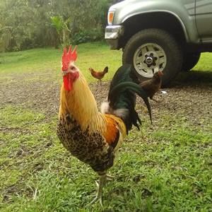 Meet your Posher, Mark